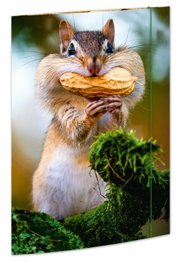 rnk-chipmunk-zeichenmappe-din-a3-gummizug-1-st-ck image 1