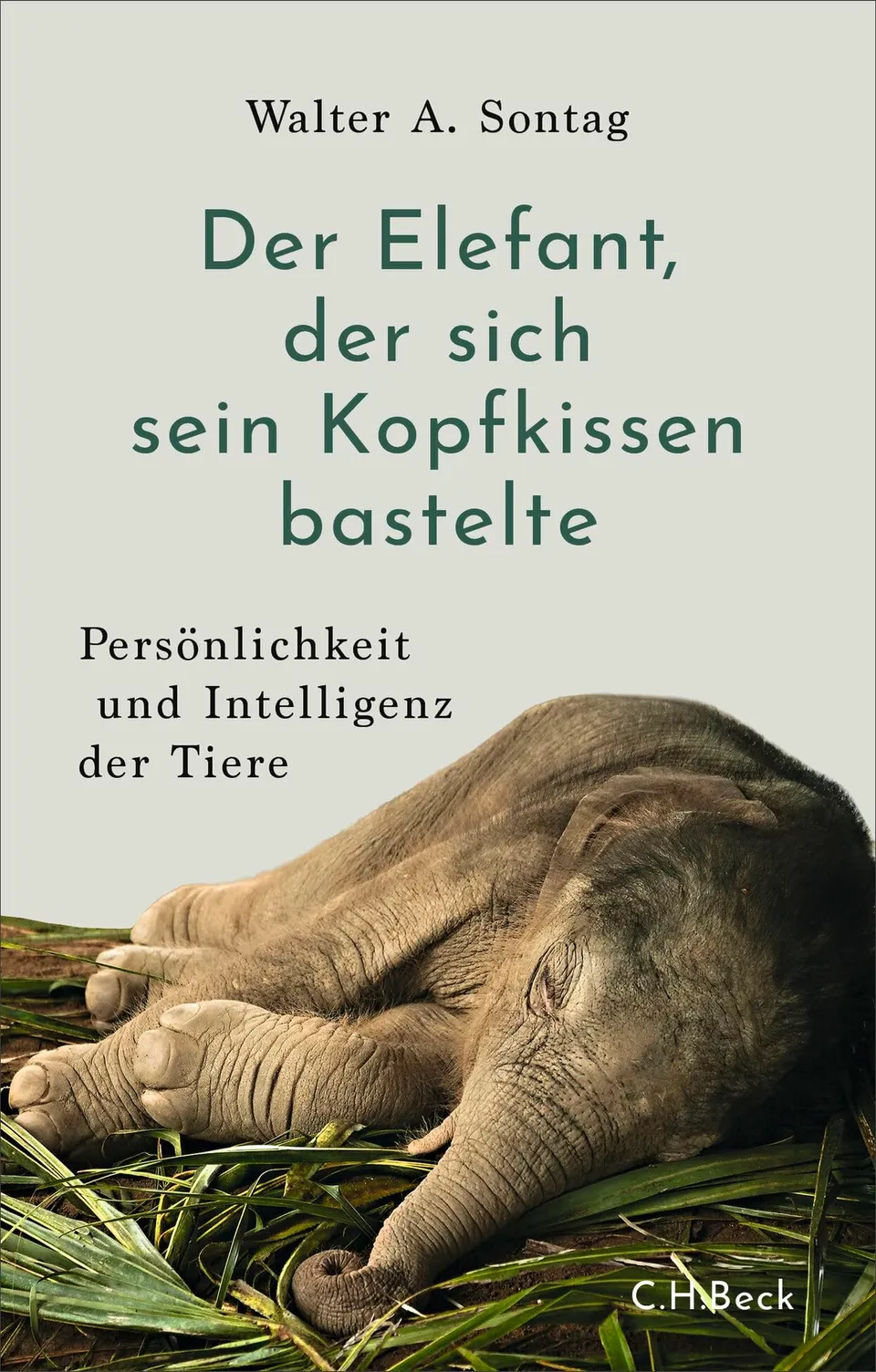 c-h-beck-paperback-elefant-kopfkissen-buch-tiere-intelligenz image 1