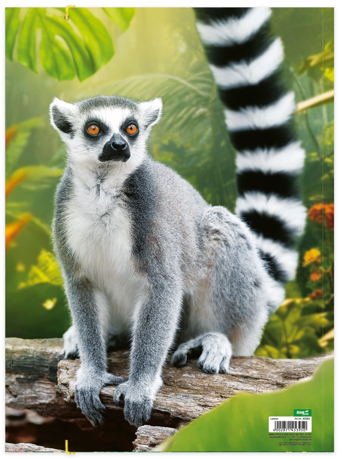 rnk-lemur-zeichenmappe-din-a3-karton-mit-gummizug image 3