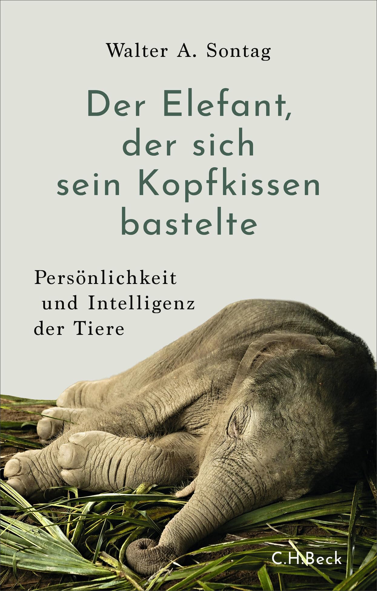 c-h-beck-paperback-elefant-kopfkissen-buch-tiere-intelligenz image 1