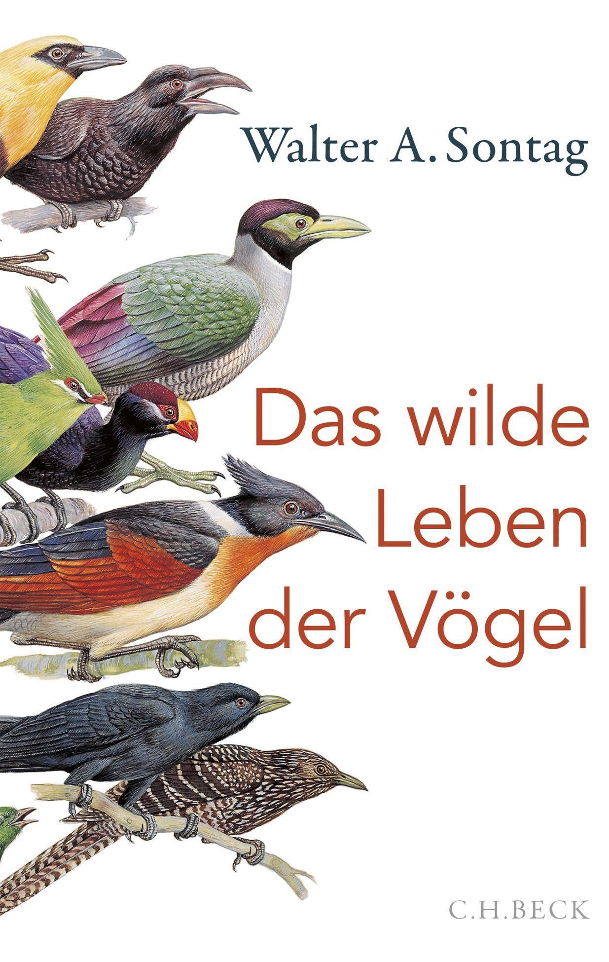 c-h-beck-paperback-das-wilde-leben-der-v-gel-buch-natur image 1