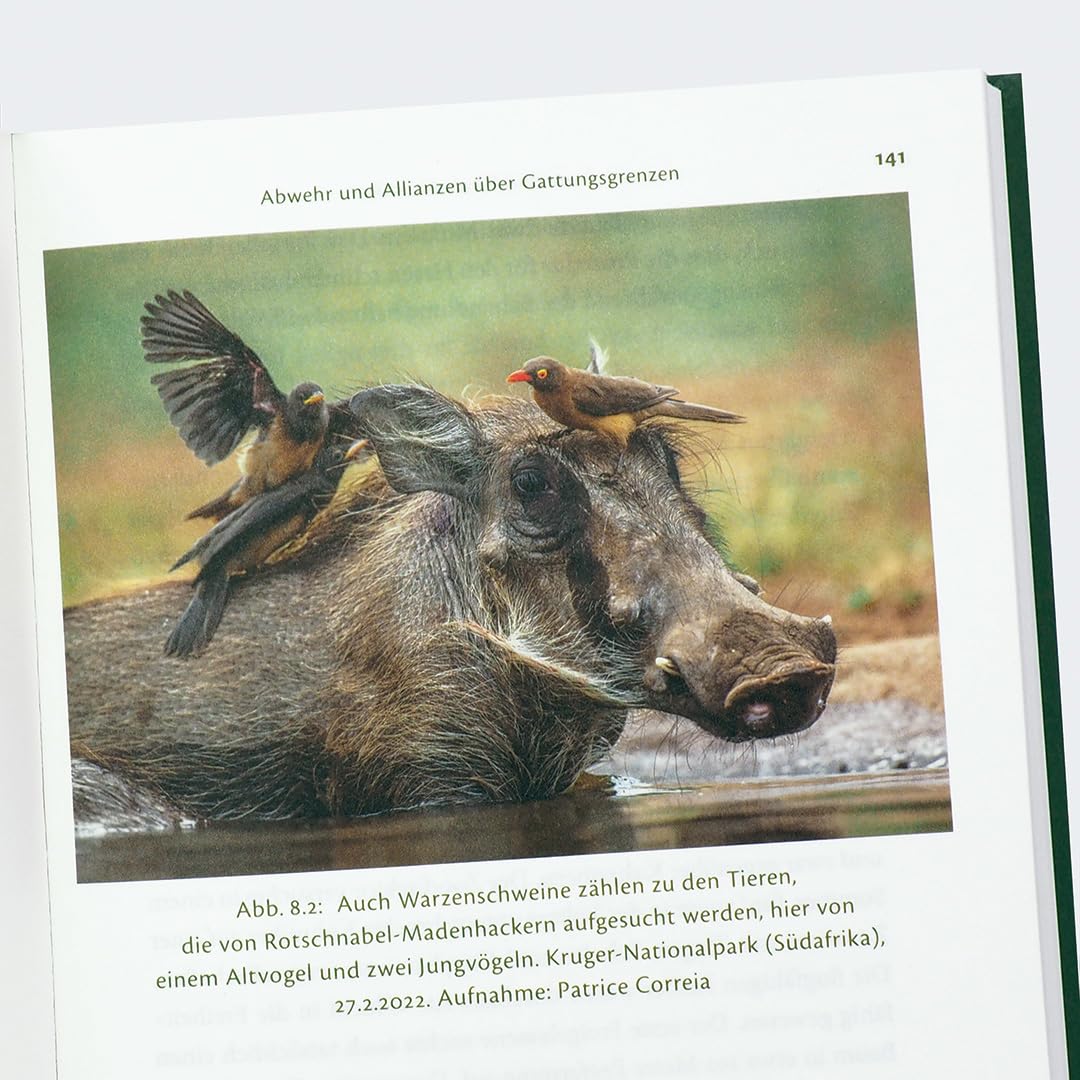 c-h-beck-paperback-elefant-kopfkissen-buch-tiere-intelligenz image 6
